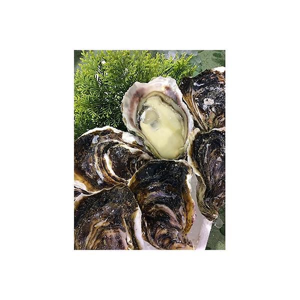 鳥取県産ブランド岩がき　夏輝(4～8個約3kg)