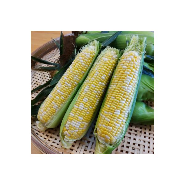 【甘い!生で食べられる!】朝採りフルーツとうもろこし(12～14本)