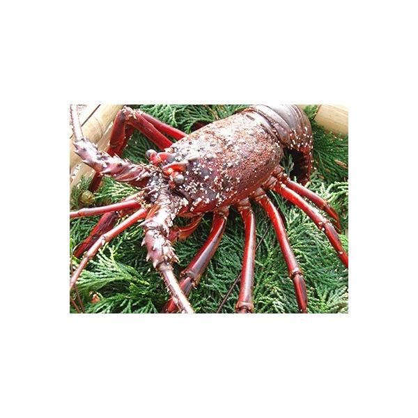 河津町 特大伊勢海老1kg 2匹 冷凍品 長寿海老 食品 ふるさと納税 特大伊勢海老1kg 2匹 冷凍品 長寿海老