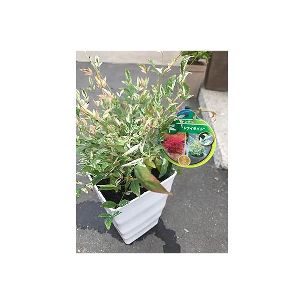 鈴鹿市 ふるさと納税 斑入り南天トワイライト さとふる 通販 Yahoo ショッピング