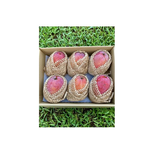 【農家直送】飯田菜園　奄美完熟マンゴー2kg(ご家庭用/無地箱入り)