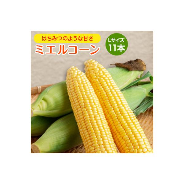 [先行受付]2026年産 スウィートコーン!「はちみつのような甘さのミエルコーン」11本