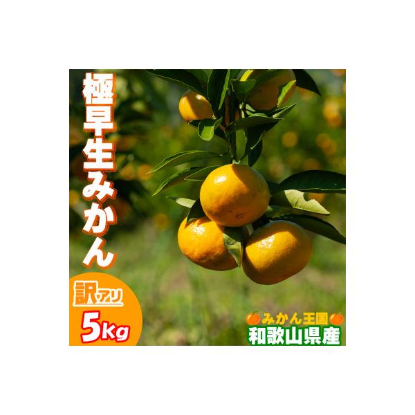 【訳あり】極早生みかん 5kg(和歌山・下津産)産地直送【サイズ混合】