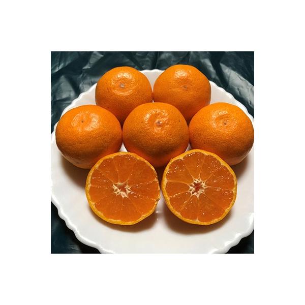 【先行受付2026年11月上旬より発送】有田みかん(進物用特選)約5kg