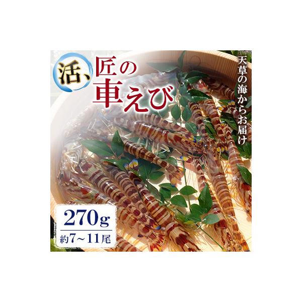 先行予約! 期間限定! 【上天草ブランド認証品】 活、匠の車えび 270g約7～11尾 【丸山えび】