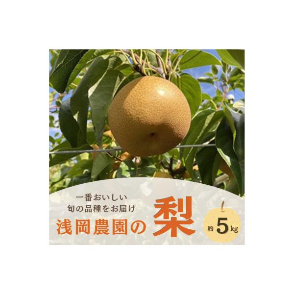 【2026年9月上旬から11月上旬発送】浅岡農園の梨　約5kg