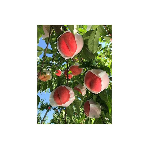 村山市産　桃「あかつき」約3kg