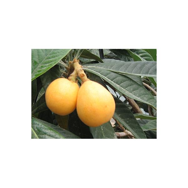 ふるさと納税 高松市 【2027年5月〜6月発送】なつたよりびわ　約1kg (約250g×4パック)