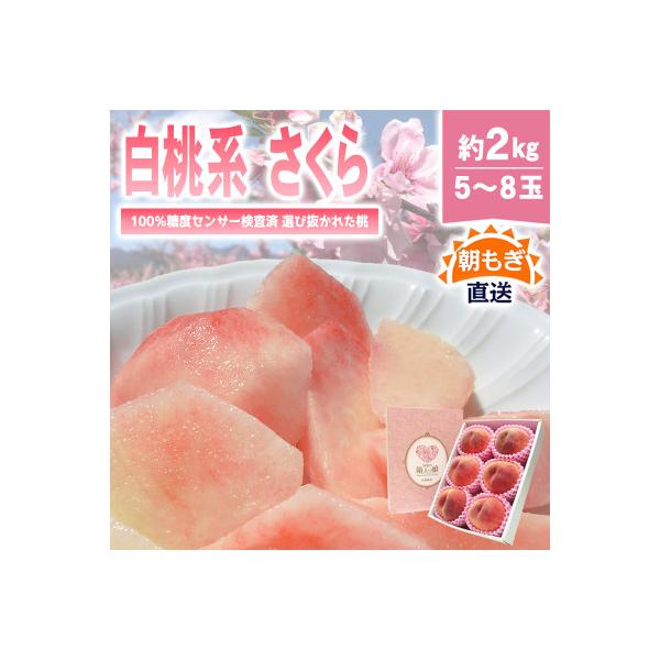 《2026年発送》桃 『白桃系さくら』 約2kg 5～8玉 朝もぎ 直送! 選び抜かれた桃