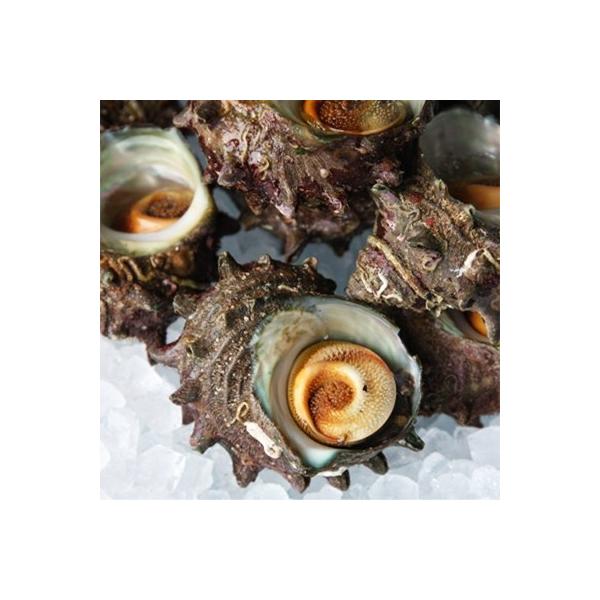 佐渡産　活サザエ2.2kg(15～19個)