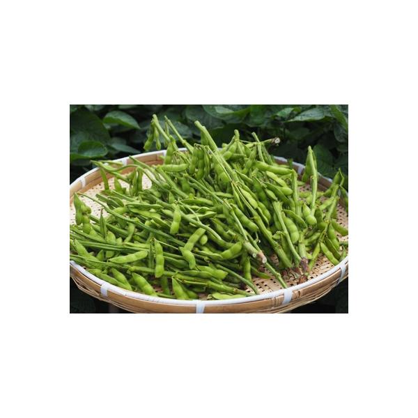 【大刀洗町産】 枝付き枝豆 2 kg　(オリジナルレシピ付き)