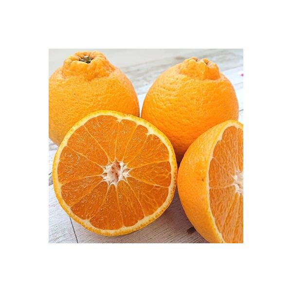 【2027年度】讃岐しらぬひ　フリーサイズ(2L～4L)　約5kg