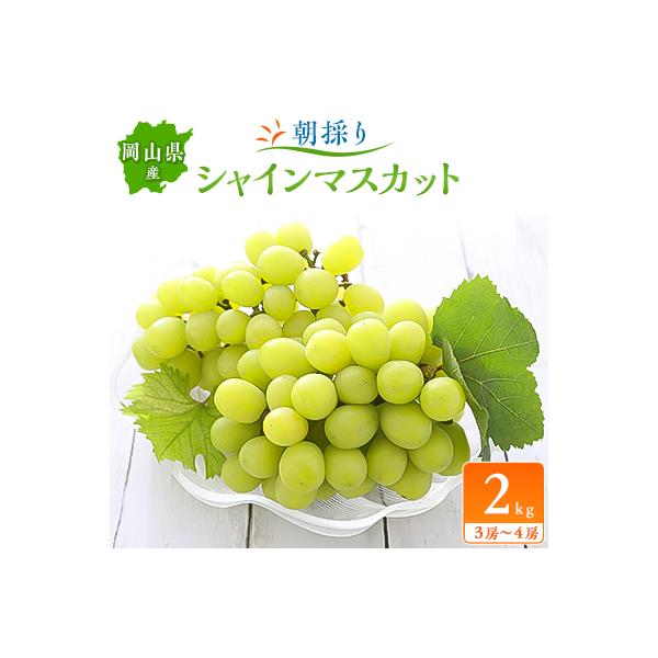 朝採りシャインマスカット2kg(3房～4房)