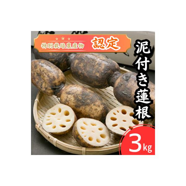 【地元江北町産】 泥付き蓮根 3kg
