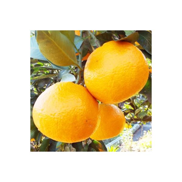 ふるさと納税 八幡浜市 “熟成”八幡浜産いよかん約4kg【C28-6】 :1122251:さとふる - 通販 - Yahoo!ショッピング ふるさと納税 八幡浜市 “熟成”八幡浜産いよかん約4kg【C28-6】 :1122251:さとふる - 通販 - Yahoo!ショッピング