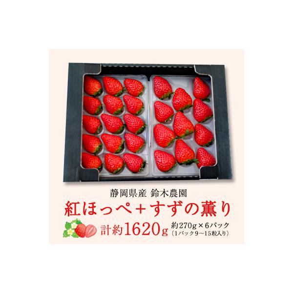 【2027年発送先行受付】静岡県産いちご「紅ほっぺ+すずの薫り」6P 約1.6kg(約270g×6)