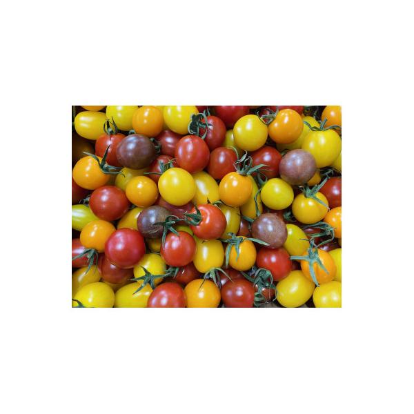 野菜 トマト サザキ農園の「アイコ」3kg 産地直送