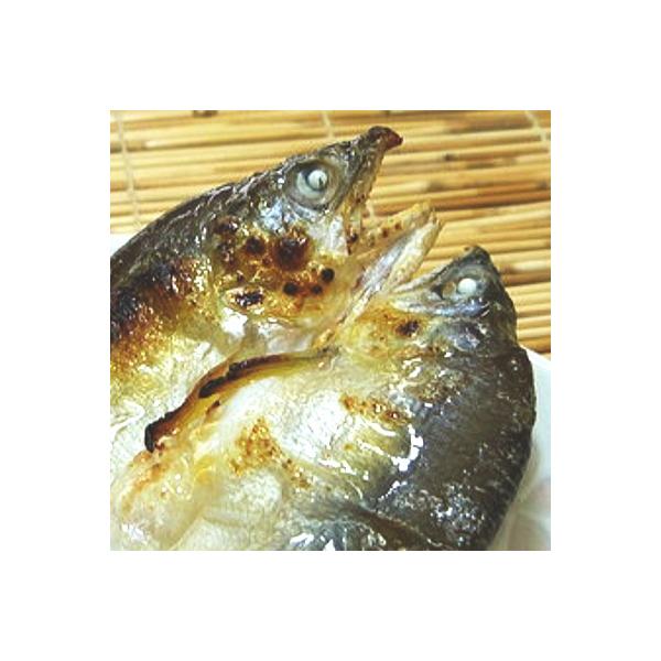 ふるさと納税 あゆ みんな探してる人気モノ ふるさと納税 あゆ 食品