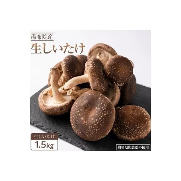全国3位の湯布院産菌床生しいたけ　A・B品(2L/L)　1.5kg