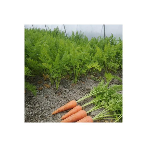 徳島県藍住町産　春にんじん　約5kg