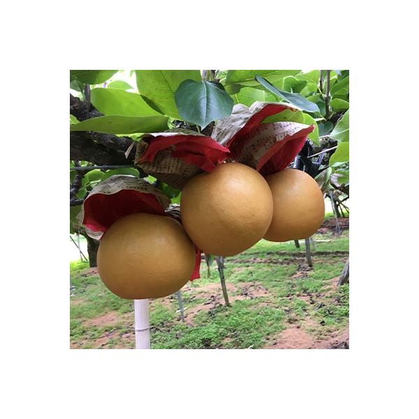 【先行受付】新高梨　約5kg