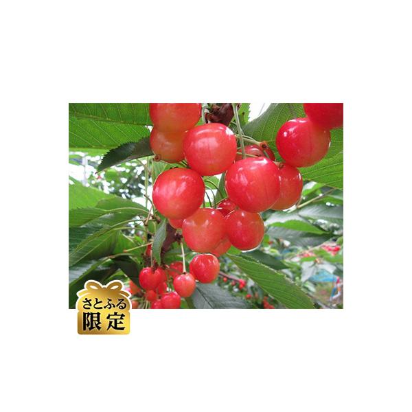 【さとふる限定】さくらんぼ「佐藤錦」(M～L　約500g×1パック)