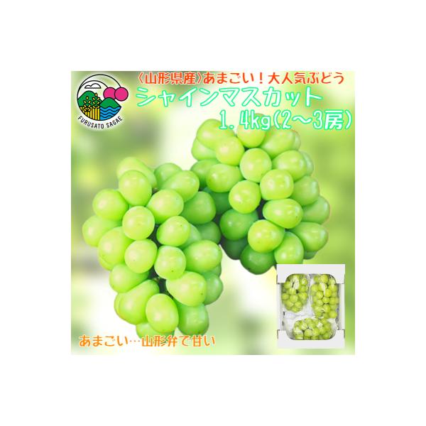 あまごい!シャインマスカット 1.4kg (2～3房)2026年産 山形県産