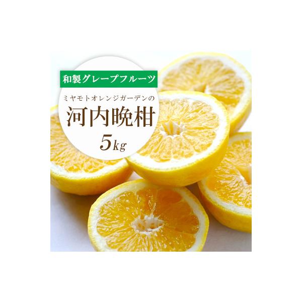 苦味の少ない和製グレープフルーツ 河内晩柑 5kg【D25-130】