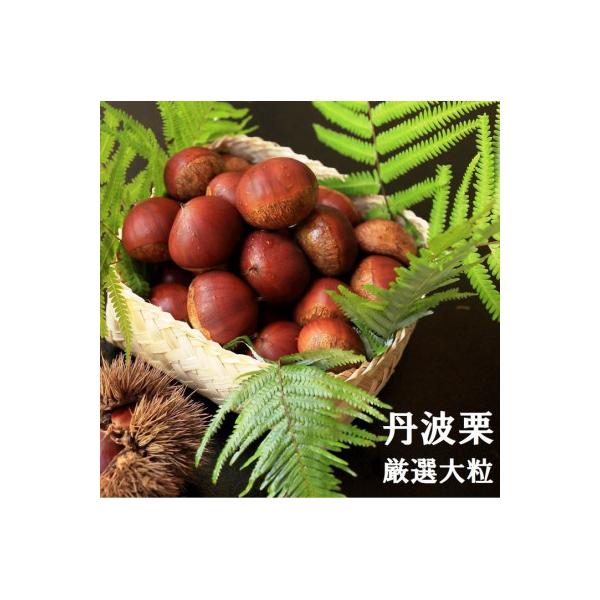 【先行受付】期間限定 丹波栗 厳選大粒 1.2kg<丹波四季菜料理 宮本屋>
