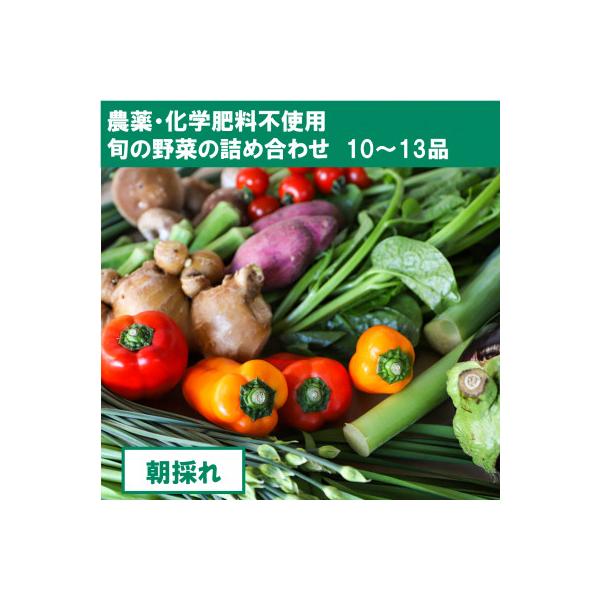■お礼品詳細　・配送種別：冷蔵便　・提供元：土佐野菜（高知市）株式会社ＳＩＭＡ■お申し込み・配送・その他　・発送時期：2026-01-13より順次発送 ※生産・天候・交通等の事情により遅れる場合があります。(お届け時間帯指定可)　・申込受付...