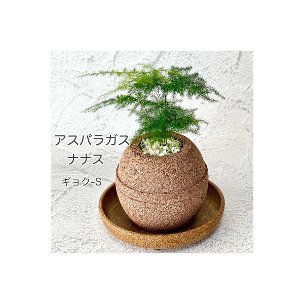 羽曳野市 ふるさと納税 アクアプラントポット玉 S鉢植えアスパラガスナナス さとふる 通販 Yahoo ショッピング