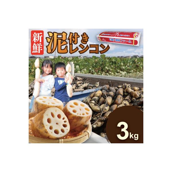 佐賀県産 泥付き れんこん 3kg
