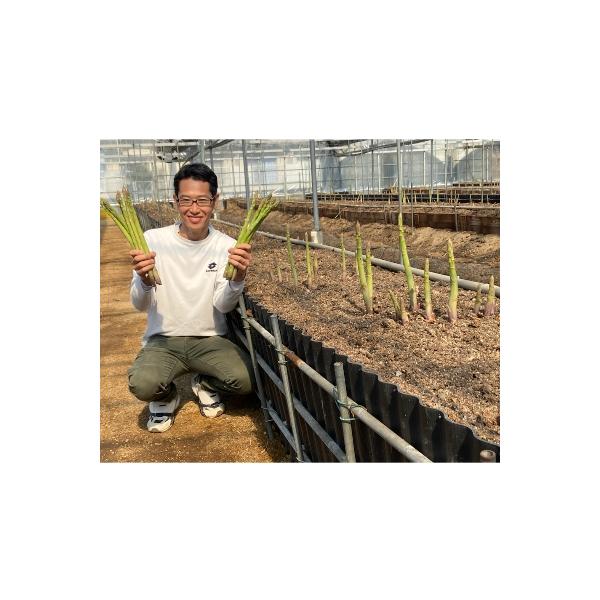 カトちゃん農園のアスパラガス(さぬきのめざめロング)春芽1kg