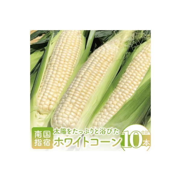 ■お礼品詳細　・配送種別：冷蔵便　・提供元：一般社団法人　いぶすき観光デザイン■お申し込み・配送・その他　・発送時期：2026年5月中旬頃から発送開始予定です。※収穫状況・生育状況により、前後する場合がございます。予めご了承ください。　・申...