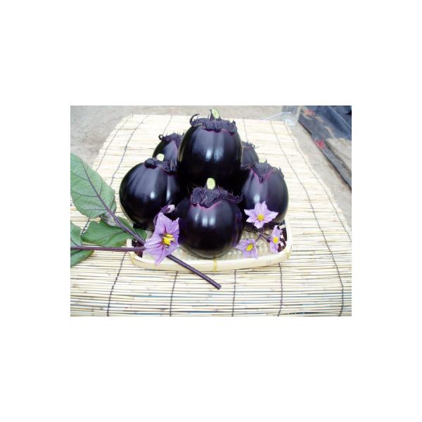 新潟県糸魚川産　ブランドナス「越の丸茄子」　1箱9玉入り(約2kg)