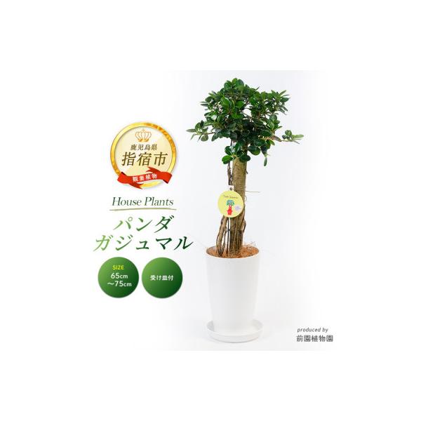 ふるさと納税 指宿市 【観葉植物】パンダガジュマル65cm〜75cm(IB002