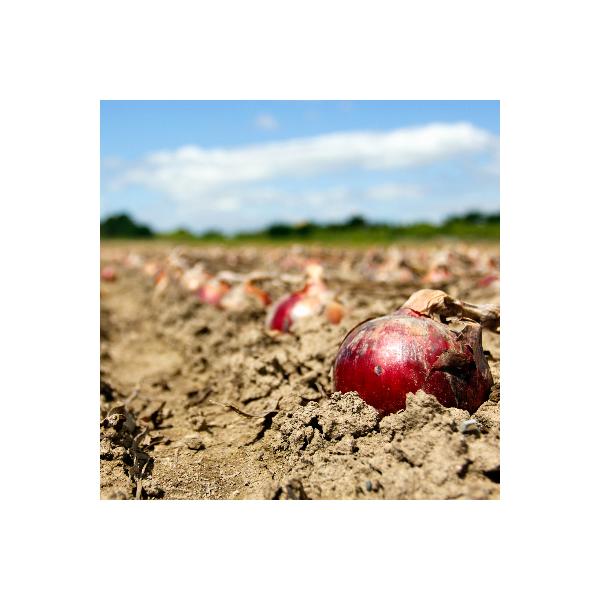 ■お礼品詳細　・配送種別：通常　・提供元：（株）植物育種研究所■お申し込み・配送・その他　・発送時期：2025-10-07〜2026-01-31(お届け時間帯指定可)　・申込受付期間：〜2026-01-11迄　・配達外のエリア：　・寄付証明...