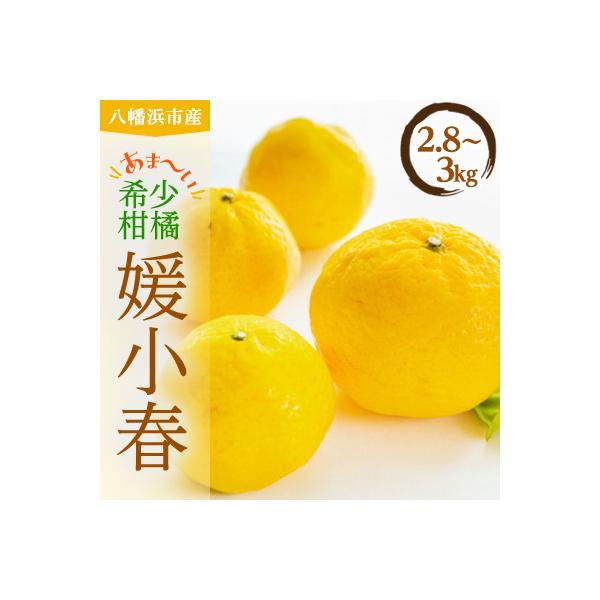 平均糖度13度!愛媛のみで生産の希少品種「媛小春」(2.8kg～3.0kg)【D56-18】
