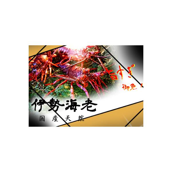 活き〆伊勢海老500g(1～4尾)天然高知県産　刺身OK!誰でも簡単調理説明書付き。