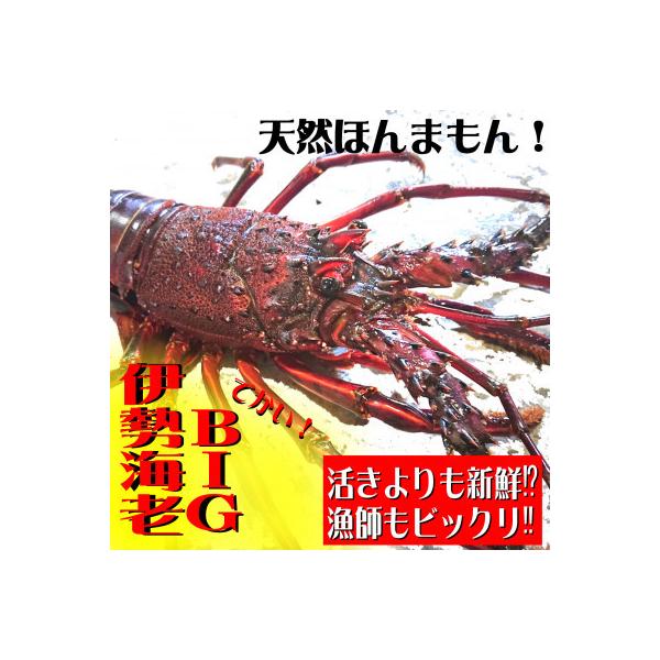 BIG伊勢海老400gセット(1尾)誤差30g以内!天然高知県産　刺身OK!簡単調理説明書付き。