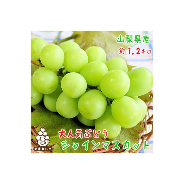 【2026年発送】朝採り シャインマスカット 約1.2kg(2～4房入り) ふるさと納税