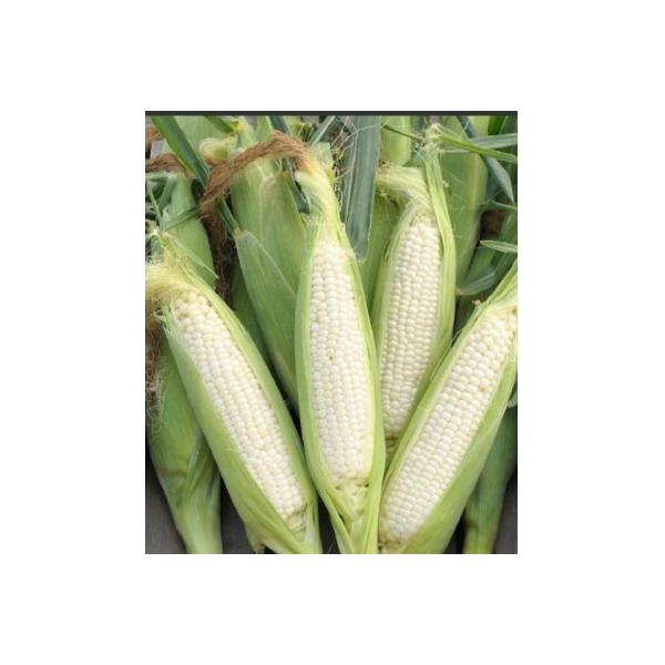 ■お礼品詳細　・配送種別：冷蔵便　・提供元：アリオネロまんのう工場■お申し込み・配送・その他　・発送時期：2026-05-30〜2026-07-10(お届け時間帯指定可)　・申込受付期間：〜2026-06-19　・配達外のエリア：離島　・寄...