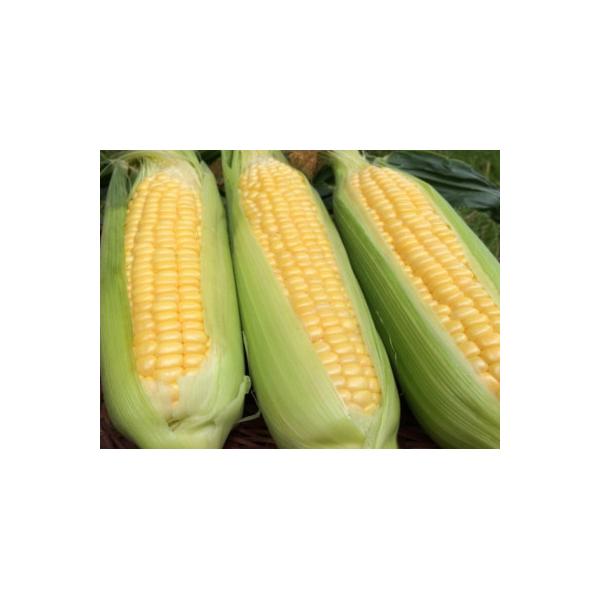 ■お礼品詳細　・配送種別：冷蔵便　・提供元：アリオネロまんのう工場■お申し込み・配送・その他　・発送時期：2026-06-09〜2026-07-10(お届け時間帯指定可)　・申込受付期間：〜2026-06-25　・配達外のエリア：離島　・寄...