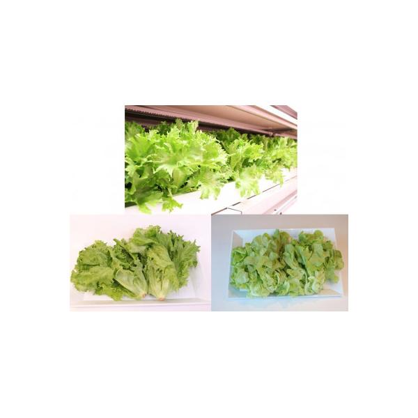 ■お礼品詳細　・配送種別：冷蔵便　・提供元：ＩＣＴＶスマイル農場■お申し込み・配送・その他　・発送時期：お申し込み後1週間程度で順次発送予定(お届け時間帯指定可)　・申込受付期間：通年　・配達外のエリア：離島　・寄付証明書の送付時期目安：申...