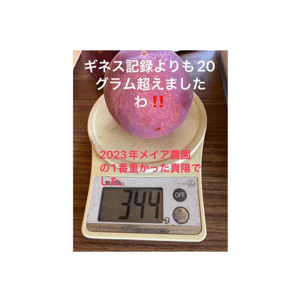 【2026年発送/先行受付】すもも貴陽　デカ玉　約1.5キロ