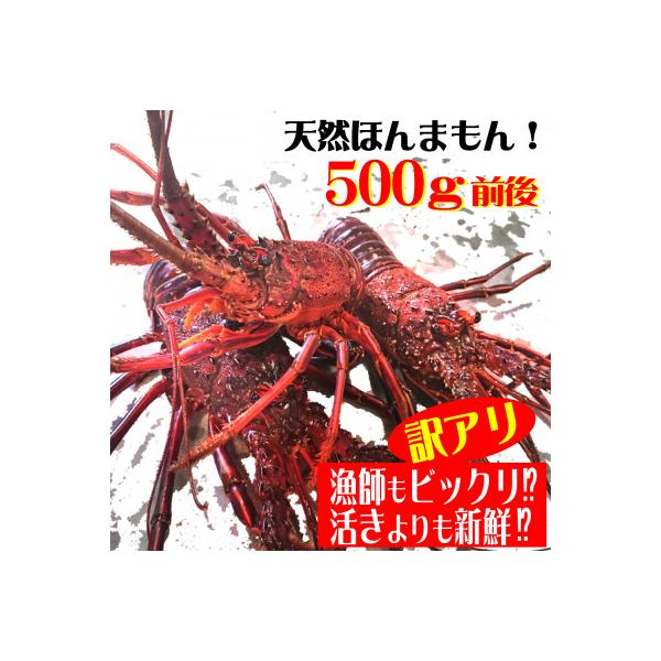 訳アリ活き〆伊勢海老500g前後セット(1～3尾)天然高知県産