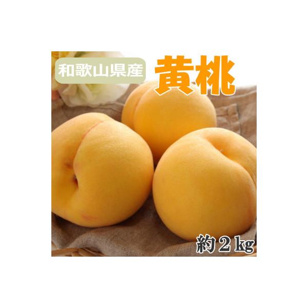 【数量限定】人気の和歌山県産黄桃(つきあかり)約2kg　秀品【2026年度発送分】