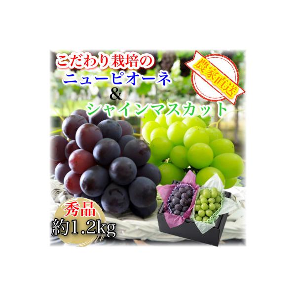 【2026年8月より順次発送】農家直送 シャインマスカット&ニューピオーネ約1.2kg