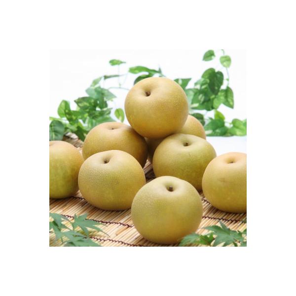 ■お礼品詳細　・配送種別：通常　・提供元：ＪＡみなみ信州　（高森町）■お申し込み・配送・その他　・発送時期：2026-08-17〜2026-09-04(お届け時間帯指定可)　・申込受付期間：〜2026-08-20　・配達外のエリア：　・寄付...