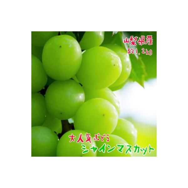 《2026年 先行受付》農園直送 朝採り シャインマスカット 約1.2kg(2～4房)